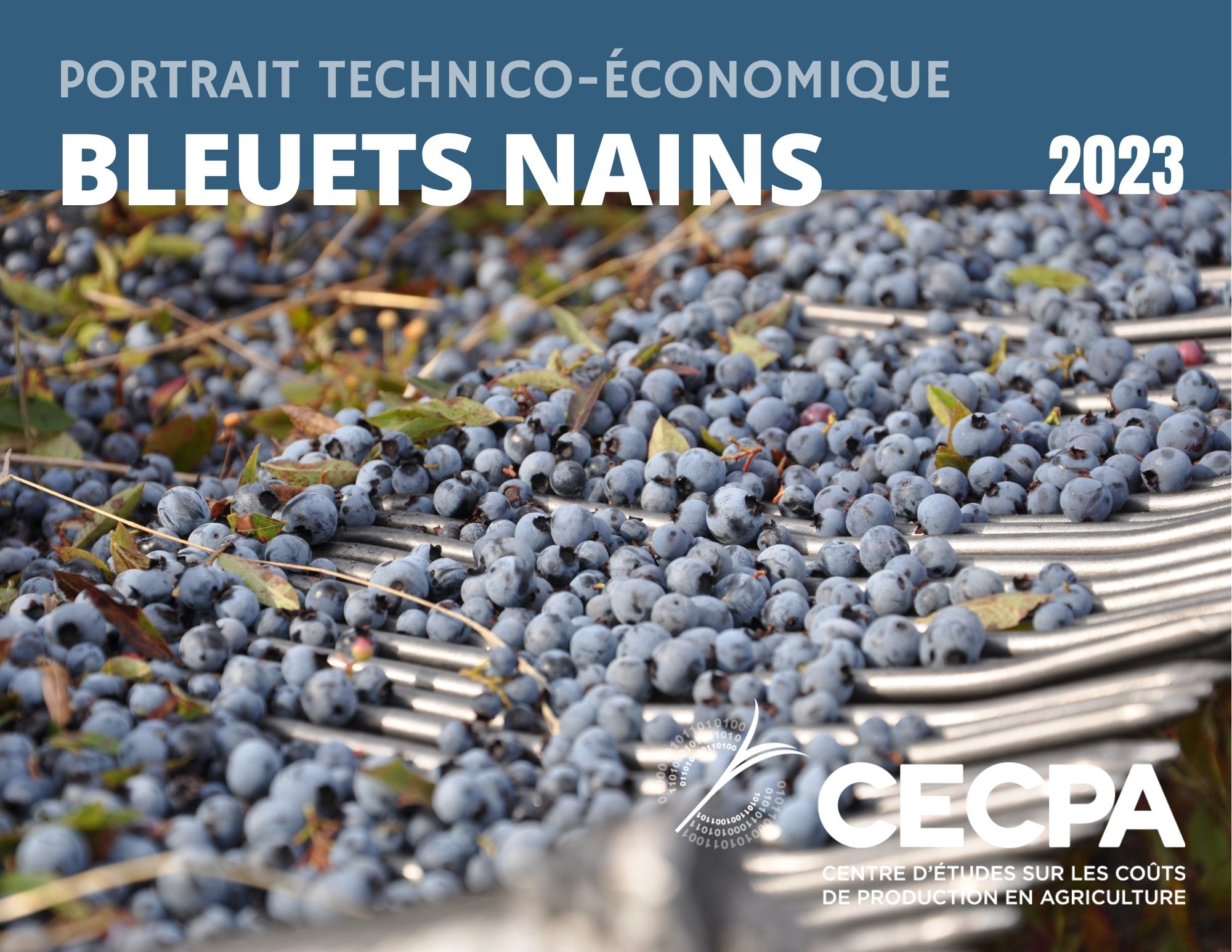 étude : PORTRAIT TECHNICO-ÉCONOMIQUE - BLEUETS NAINS 2023